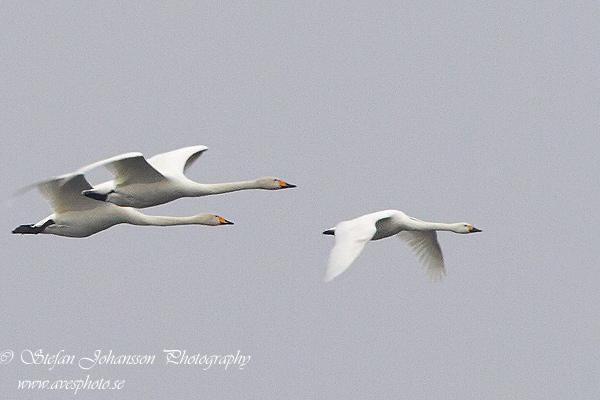 Tundrasvan (Mindre sngsvan) / Bewick's Swan Cygnus columbianus 