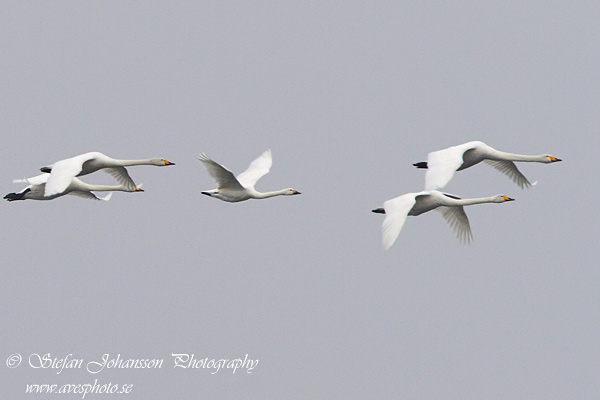 Tundrasvan (Mindre sngsvan) / Bewick's Swan Cygnus columbianus 