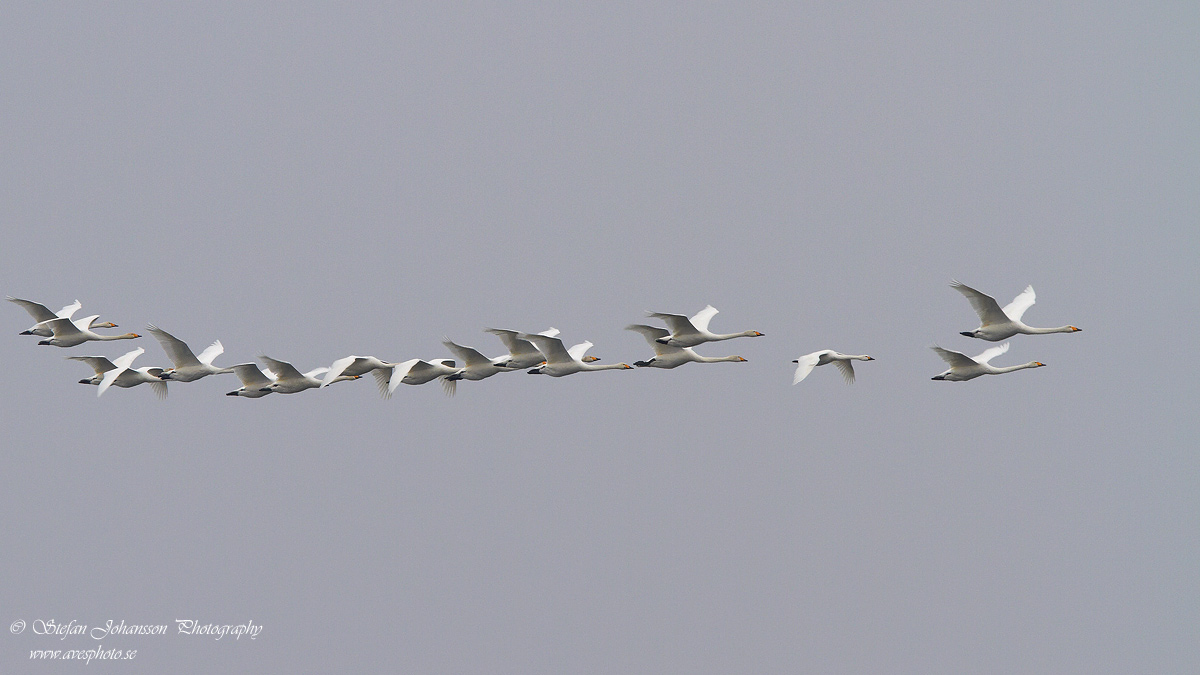 Tundrasvan (Mindre sngsvan) / Bewick's Swan Cygnus columbianus 