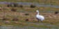 Mindre sngsvan / Bewick's Swan Cygnus columbianus 