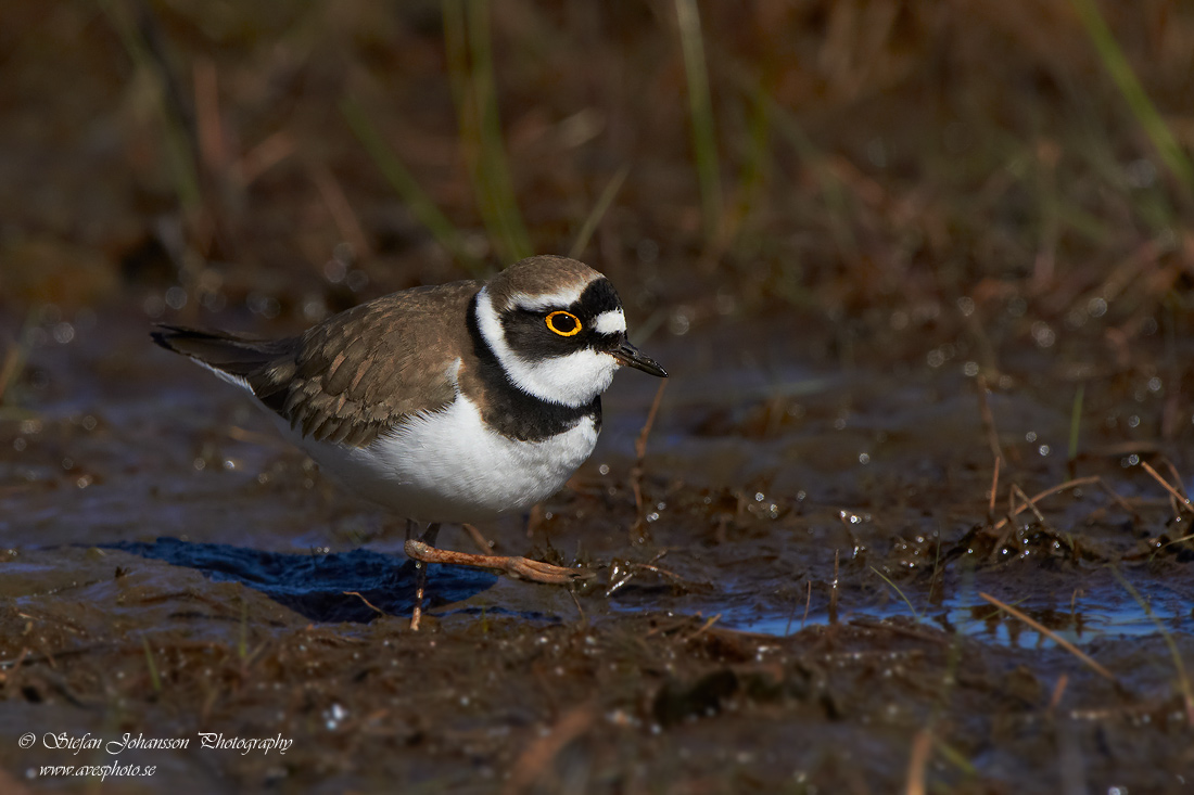 Mindre strandpipare / Little Ringed Plover Charadrius dubius 