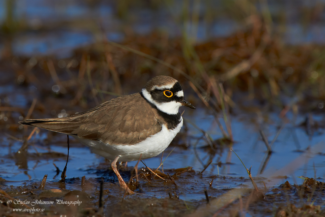 Mindre strandpipare / Little Ringed Plover Charadrius dubius 