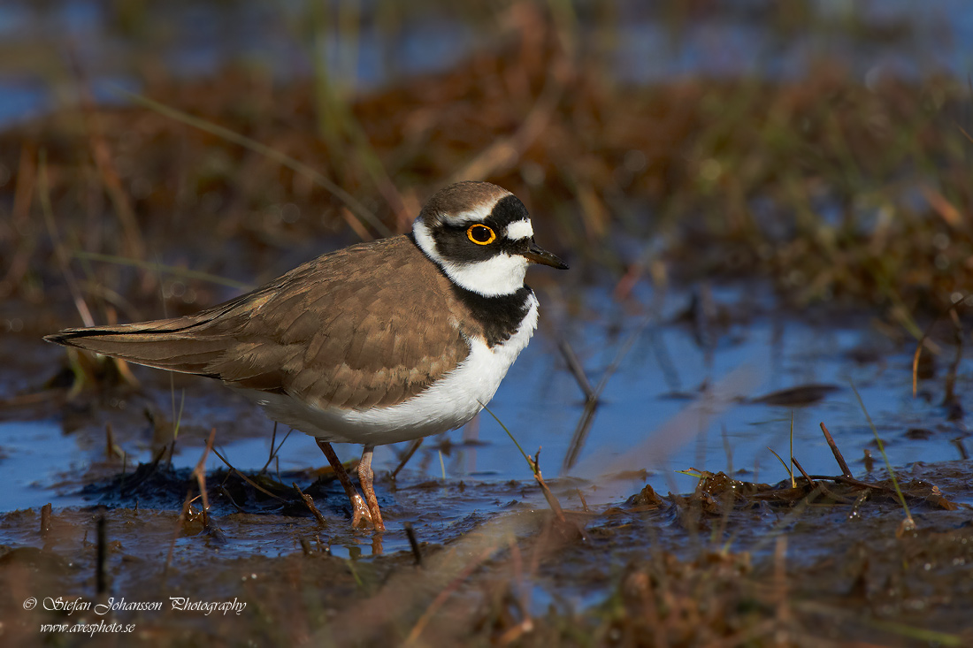 Mindre strandpipare / Little Ringed Plover Charadrius dubius 