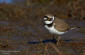 Mindre strandpipare / Little Ringed Plover Charadrius dubius 