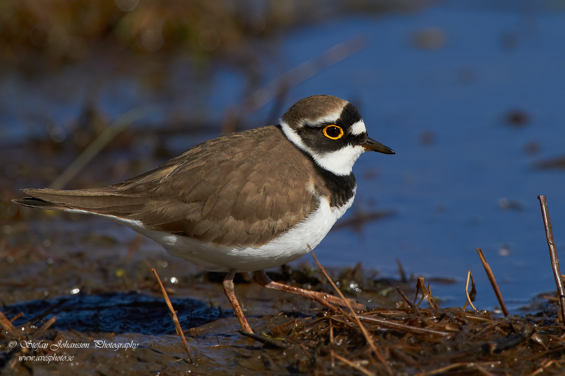 Mindre strandpipare / Little Ringed Plover Charadrius dubius 