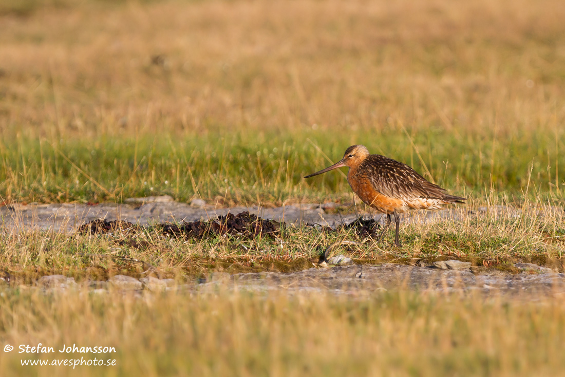 Myrspov / Bar-tailed Godwit Limosa lapponica  