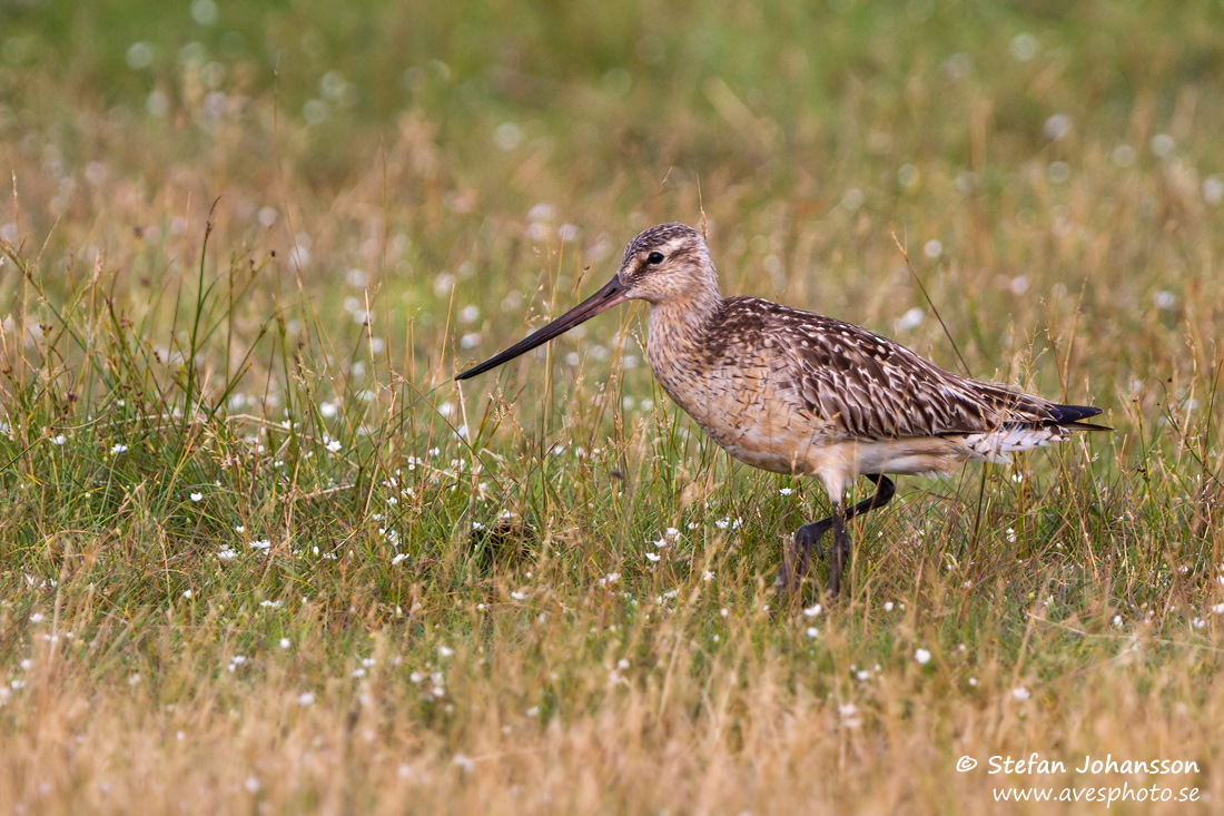 Myrspov / Bar-tailed Godwit Limosa lapponica  