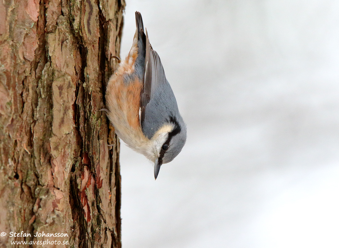 Ntvcka / Nuthatch Sitta europae