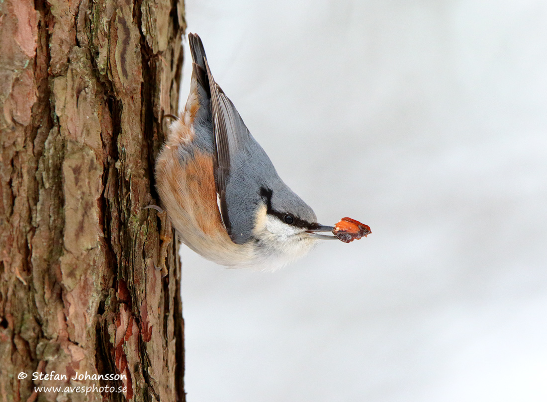 Ntvcka / Nuthatch Sitta europae