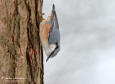 Ntvcka / Nuthatch Sitta europae