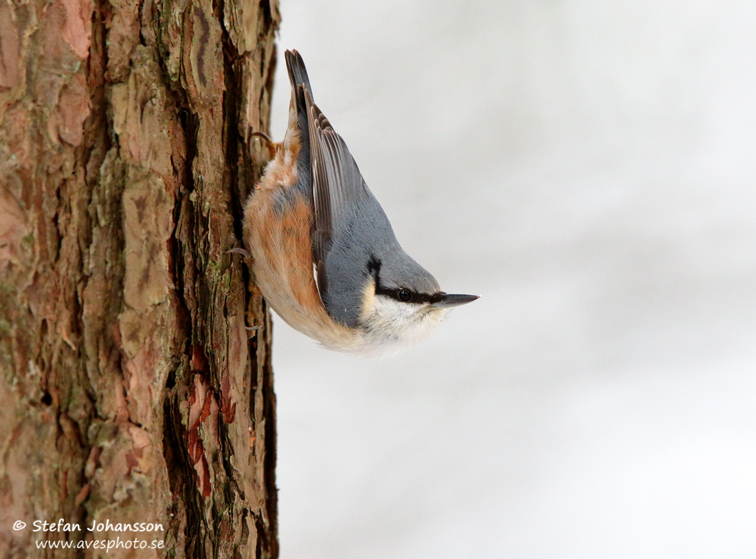 Ntvcka / Nuthatch Sitta europae