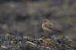 Nunnestenskvtta / Pied Wheatear Oenanthe pleschanka 