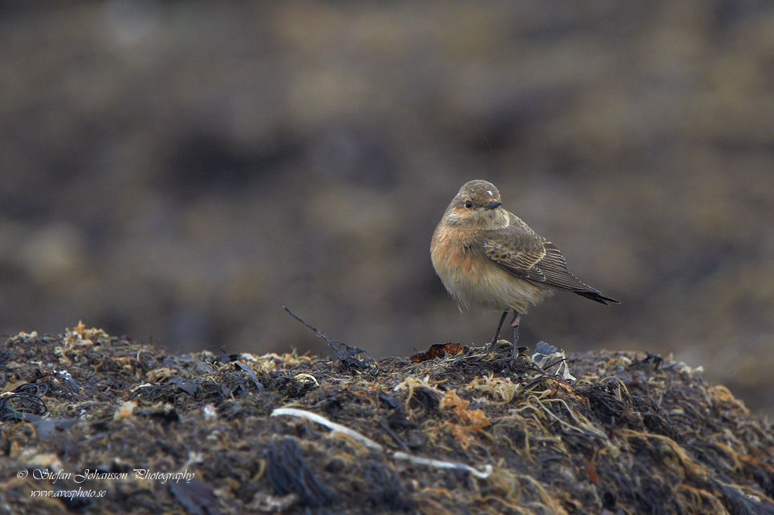 Nunnestenskvtta / Pied Wheatear Oenanthe pleschanka 