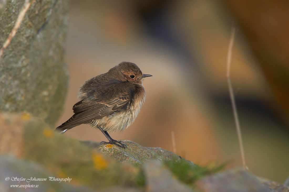 Nunnestenskvtta / Pied Wheatear Oenanthe pleschanka 