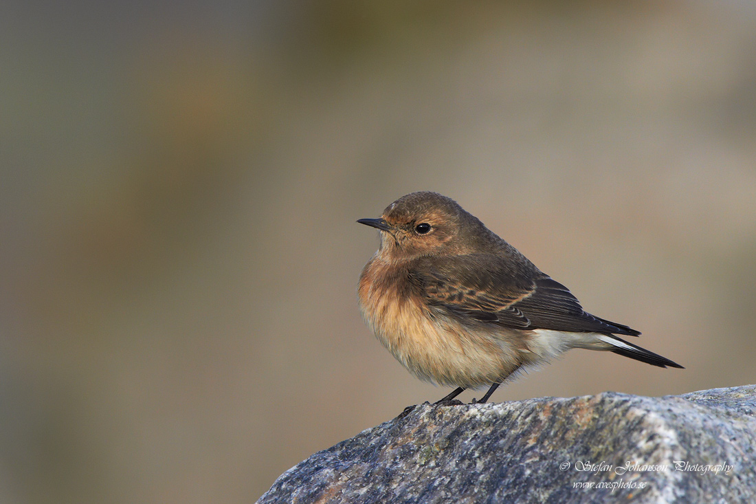 Nunnestenskvtta / Pied Wheatear Oenanthe pleschanka 