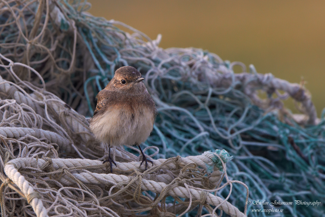 Nunnestenskvtta / Pied Wheatear Oenanthe pleschanka 