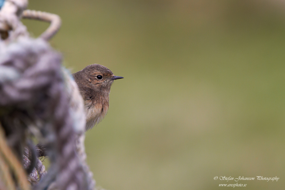 Nunnestenskvtta / Pied Wheatear Oenanthe pleschanka 