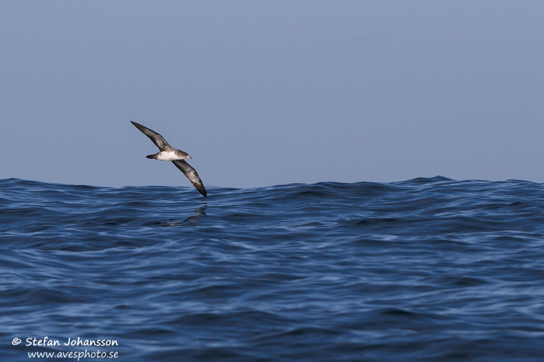 Pink-footed Shearwater Puffinus creatopus