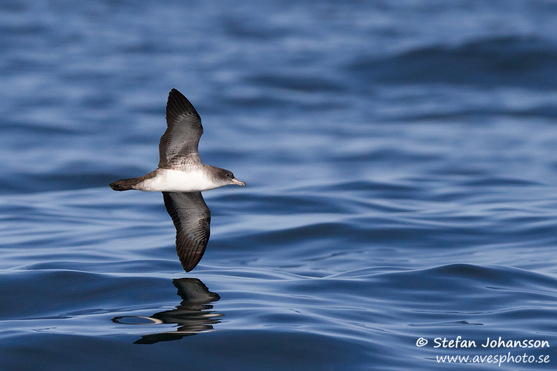 Pink-footed Shearwater Puffinus creatopus