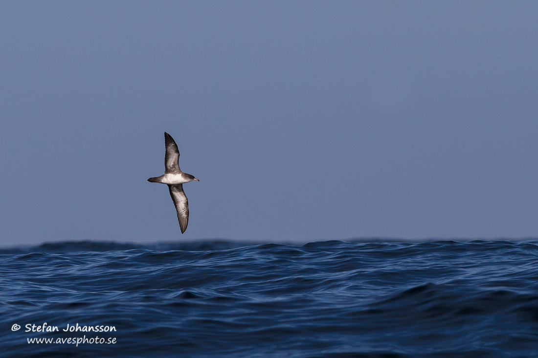 Pink-footed Shearwater Puffinus creatopus