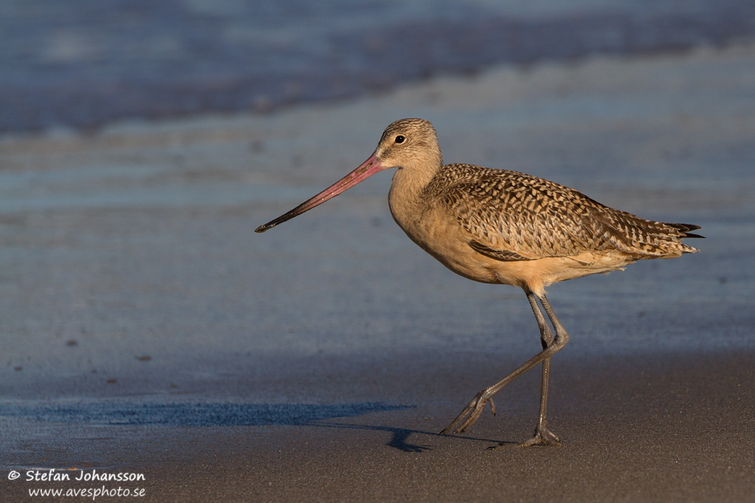 Prriespov / Marbled Godwit Limosa fedoa