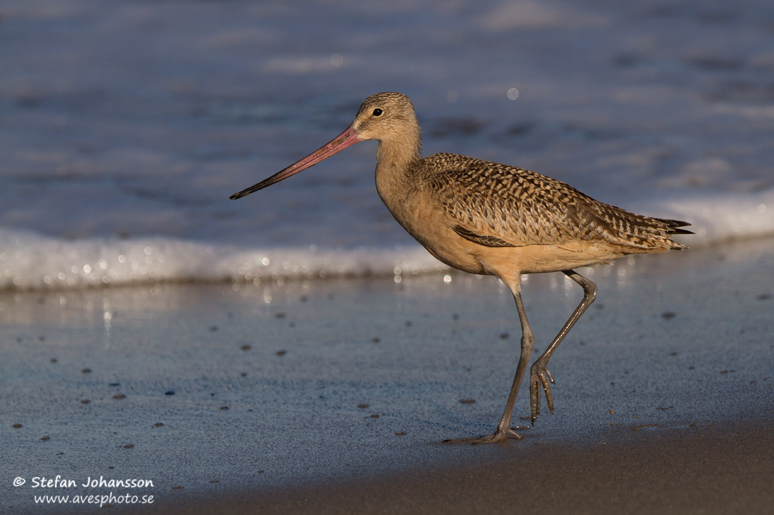 Prriespov / Marbled Godwit Limosa fedoa