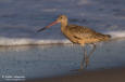 Prriespov / Marbled Godwit Limosa fedoa