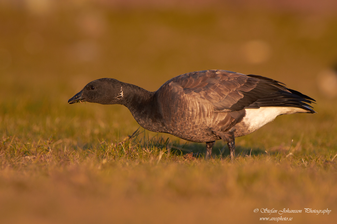 Prutgs / Brent Goose Branta bernicla 