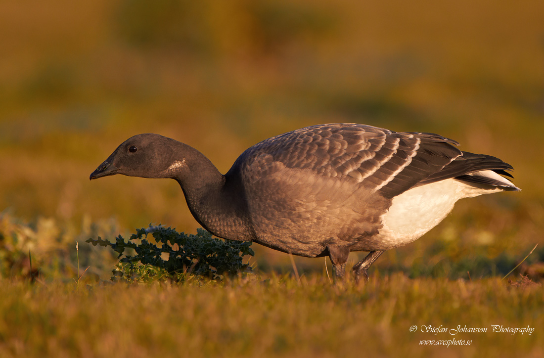 Prutgs / Brent Goose Branta bernicla 