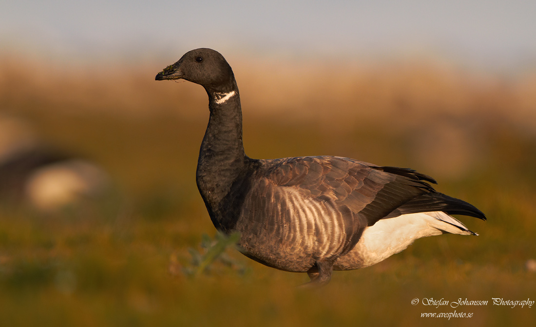 Prutgs / Brent Goose Branta bernicla 