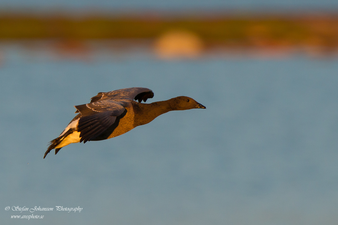 Prutgs / Brent Goose Branta bernicla 