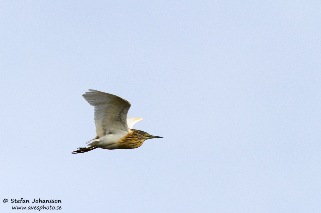 Rallhger / Squacco Heron