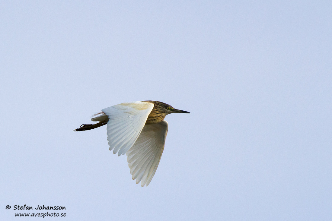 Rallhger / Squacco Heron