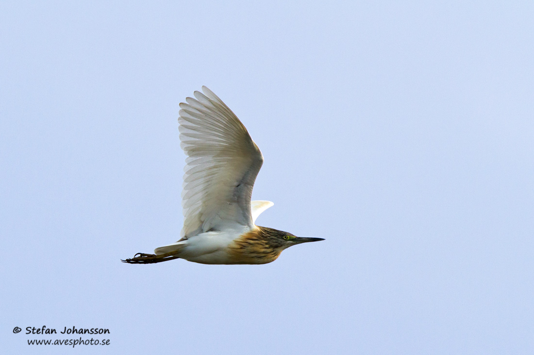 Rallhger / Squacco Heron