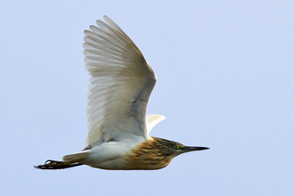 Rallhäger / Squacco Heron