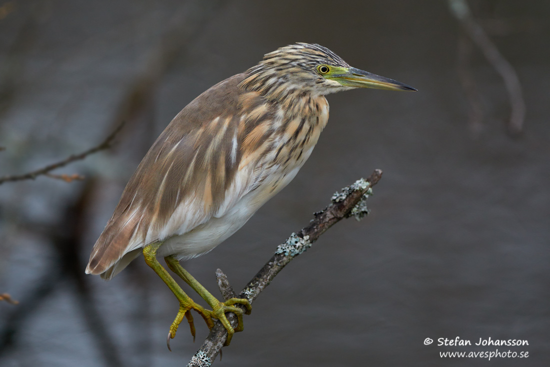 Rallhger / Squacco Heron Ardeola ralloides 