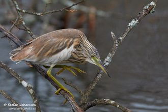 Rallhäger / Squacco Heron 