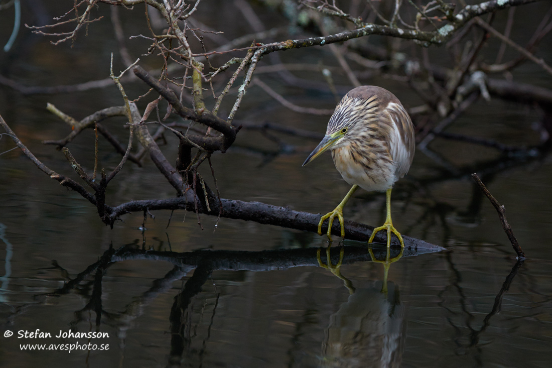 Rallhger / Squacco Heron Ardeola ralloides 