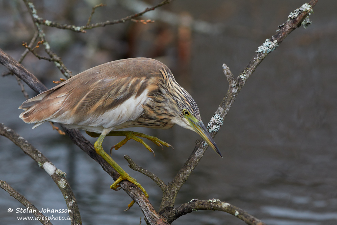 Rallhger / Squacco Heron Ardeola ralloides 