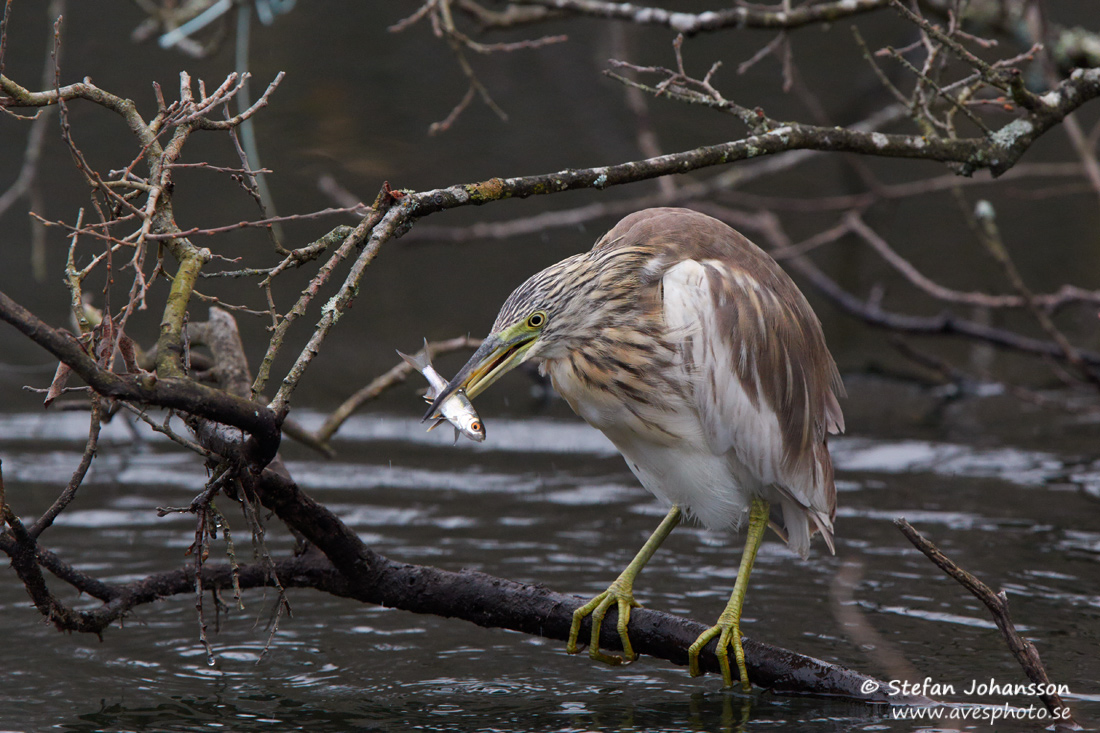 Rallhger / Squacco Heron Ardeola ralloides 