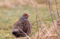 Rapphna / Grey Partridge Perdix perdix 