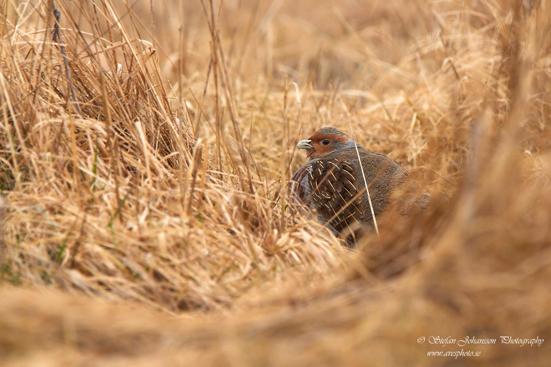 Rapphna / Grey Partridge Perdix perdix 