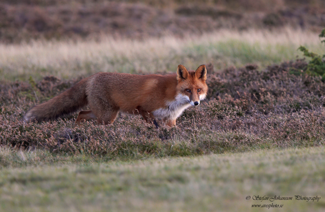 Rdrv / Red Fox Vulpes vulpes 