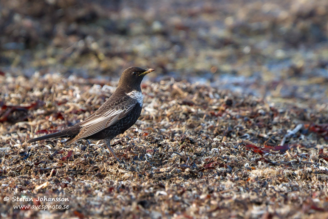 Ringtrast / Ring Ouzel Turdus torquatus 