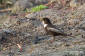 Ringtrast / Ring Ouzel Turdus torquatus 