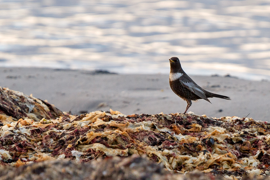 Ringtrast / Ring Ouzel Turdus torquatus 