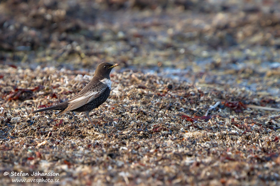 Ringtrast / Ring Ouzel Turdus torquatus 