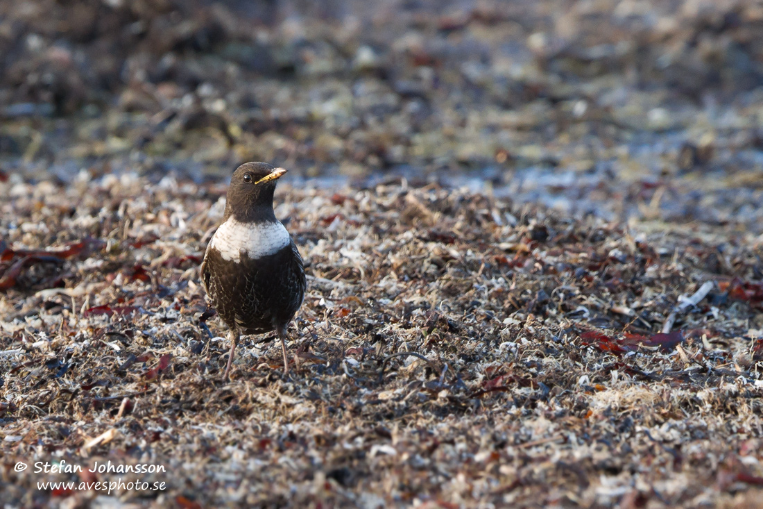 Ringtrast / Ring Ouzel Turdus torquatus 