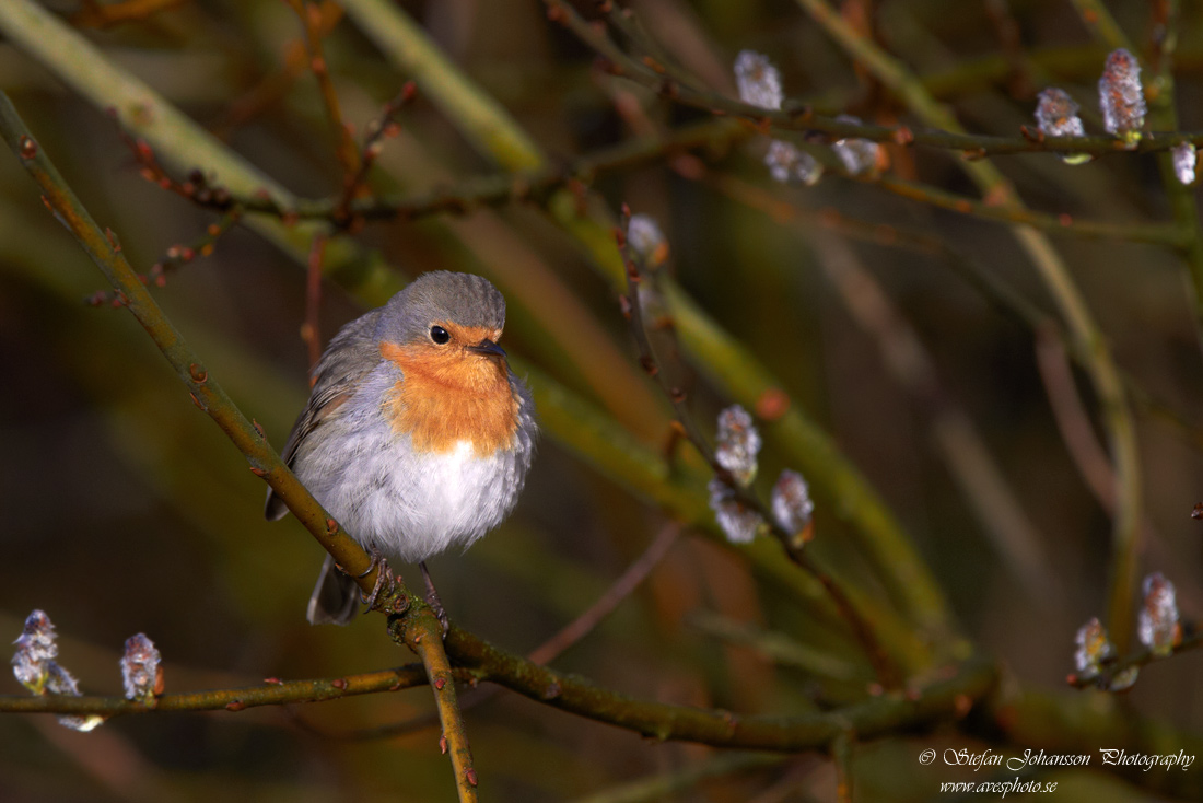 Erithacus rubecula 