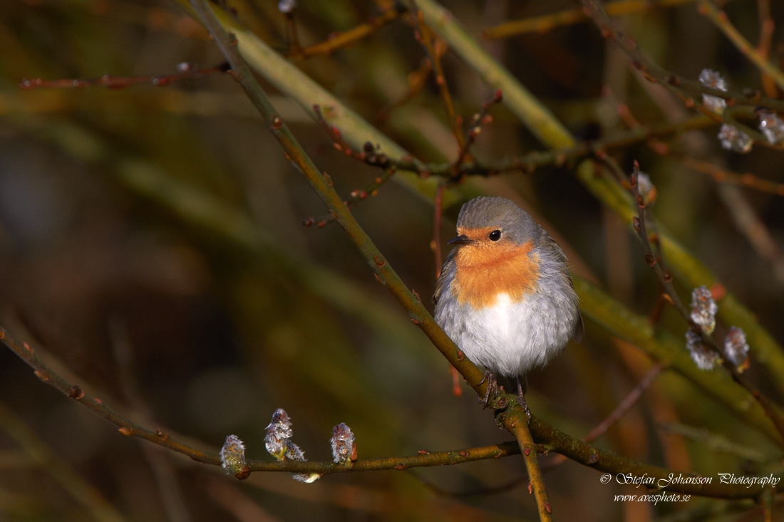 Erithacus rubecula 